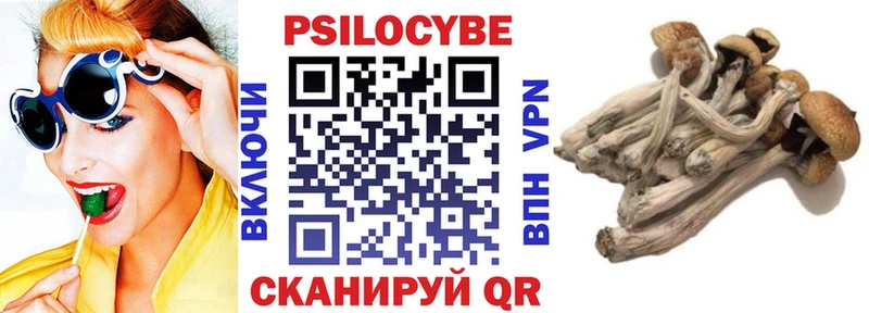 Купить где  Ишим  Псилоцибиновые грибы Cubensis 